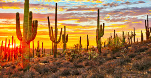 phoenix destination cactus